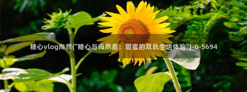 糖心vlog网页版免费观看 度